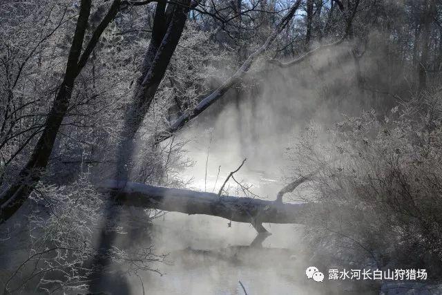 堕落之王